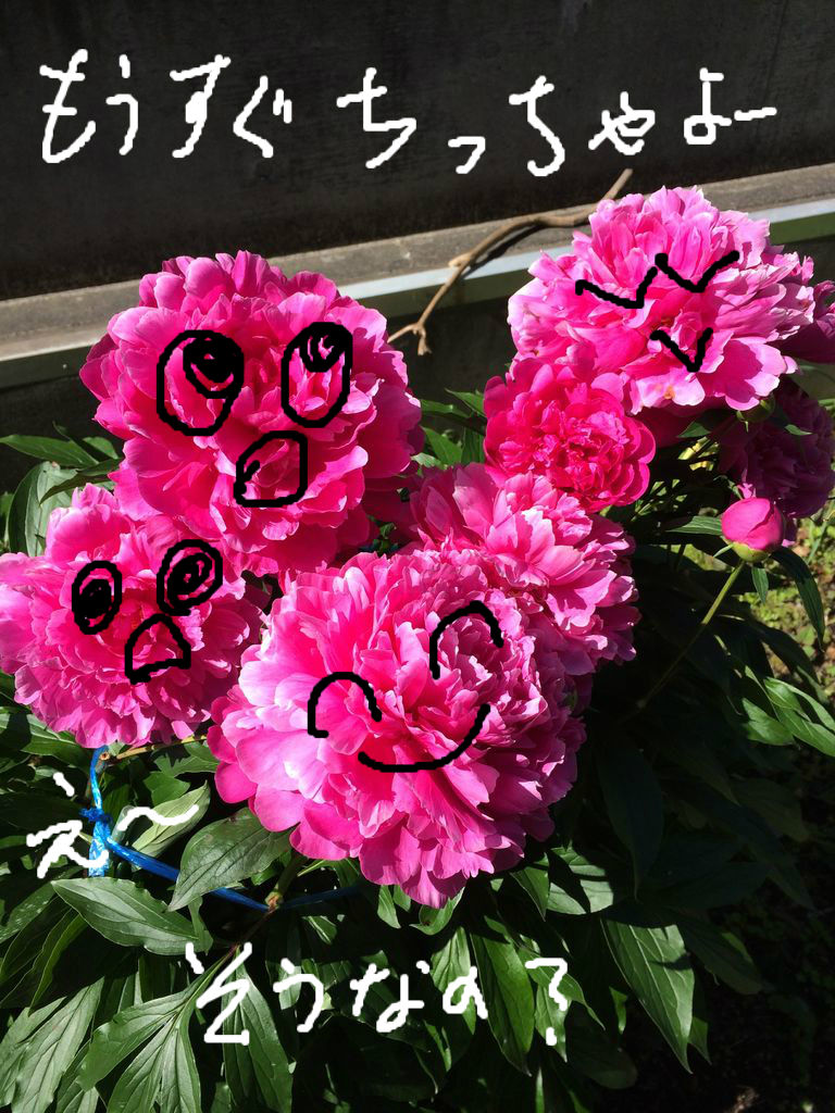 お花見しませんか？ 🌼 🌻 : こんにちは いもこです～