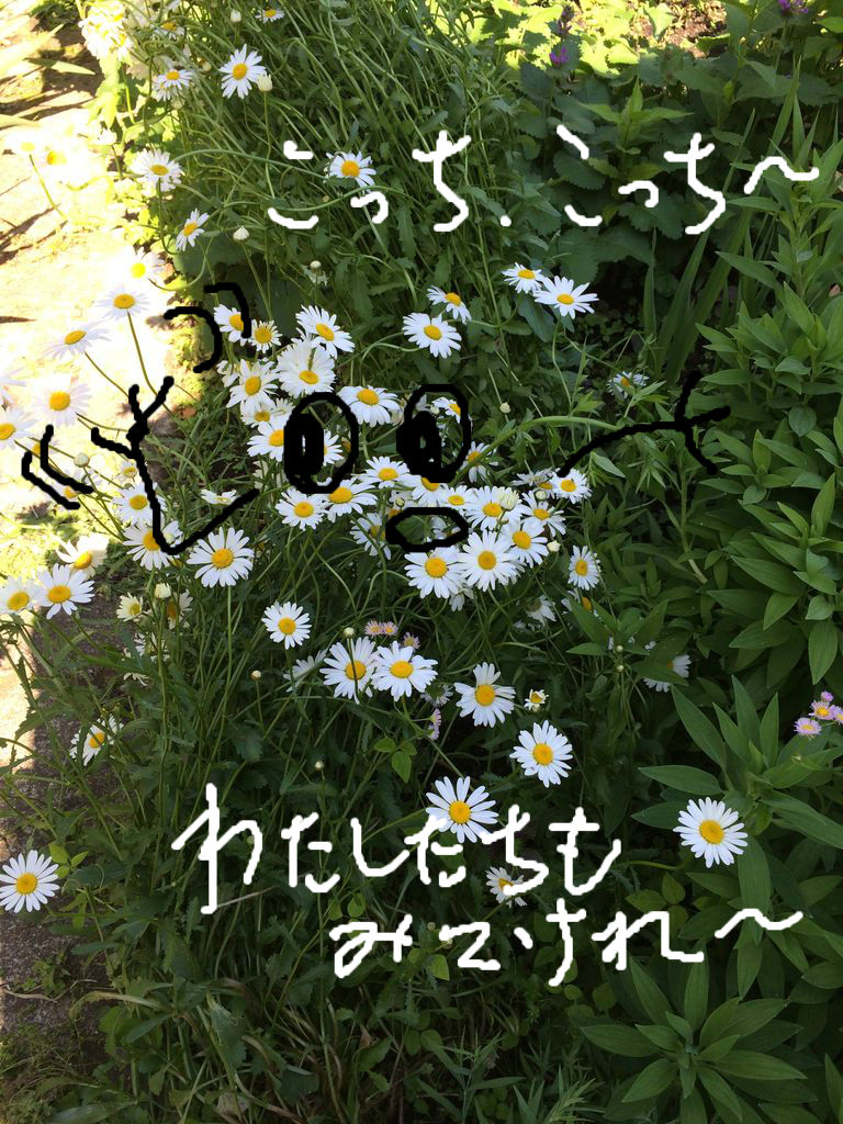 お花見しませんか？ 🌼 🌻 : こんにちは いもこです～