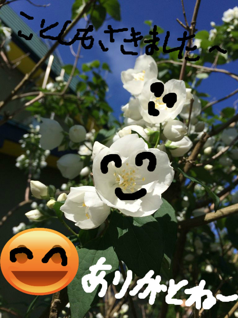 お花見しませんか？ 🌼 🌻 : こんにちは いもこです～