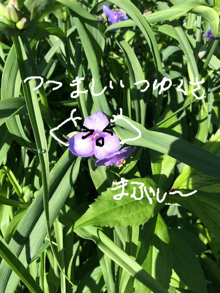 お花見しませんか？ 🌼 🌻 : こんにちは いもこです～