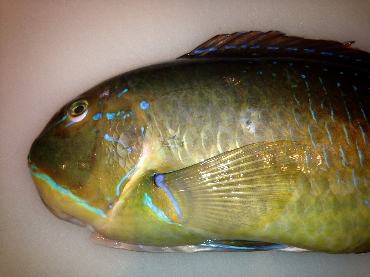 沖縄より 食材が届きました 沖縄仲里左官の料理人