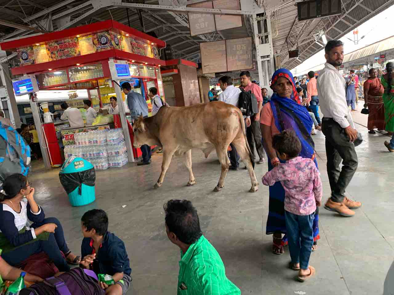 インド 牛だけじゃない 街中の動物たち 酔う子のユーラシア大陸お散歩ログ