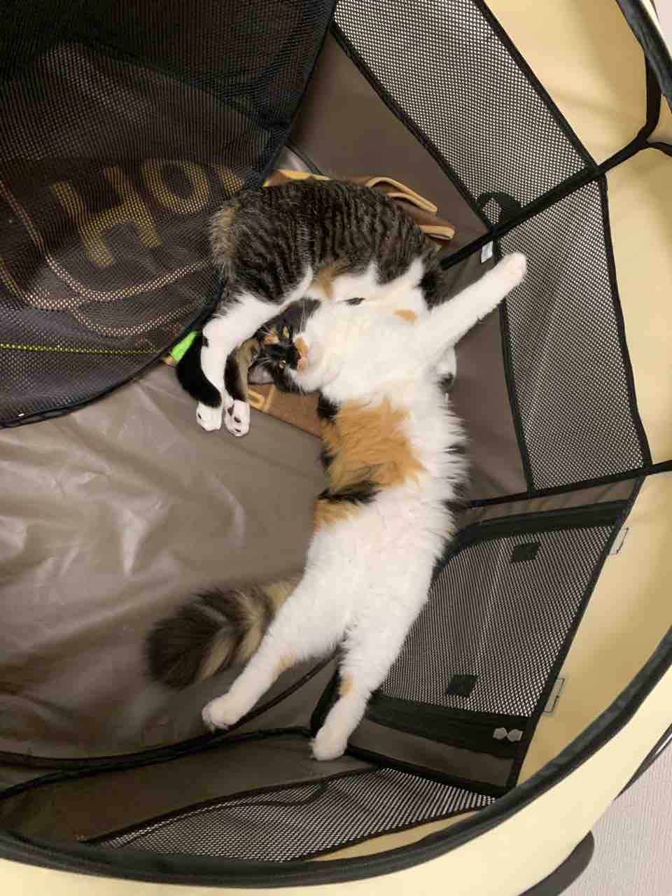 猫ケージを買った話 酔う子のユーラシア大陸お散歩ログ 猫ケージを買った話 酔う子のユーラシア大陸お散歩ログ