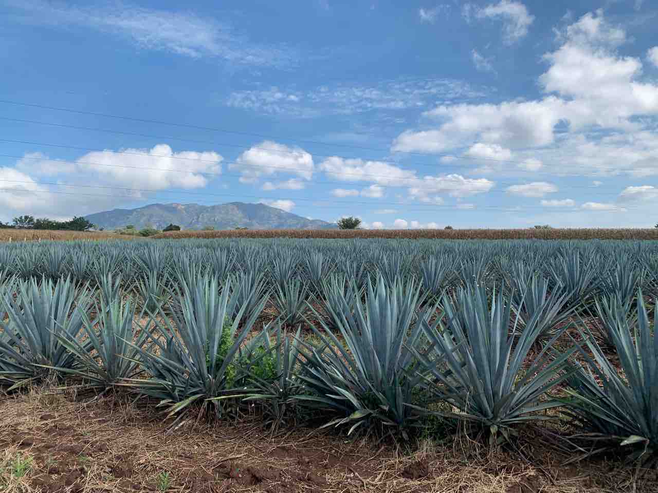メキシコ テキーラ村で学ぶテキーラの製造 酔う子のユーラシア大陸お散歩ログ メキシコ テキーラ村で学ぶテキーラの製造 酔う子のユーラシア大陸お散歩ログ