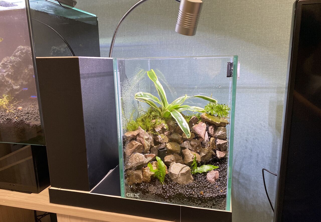 格安で小型アクアテラリウム パルダリウム への道 たんすいのblog