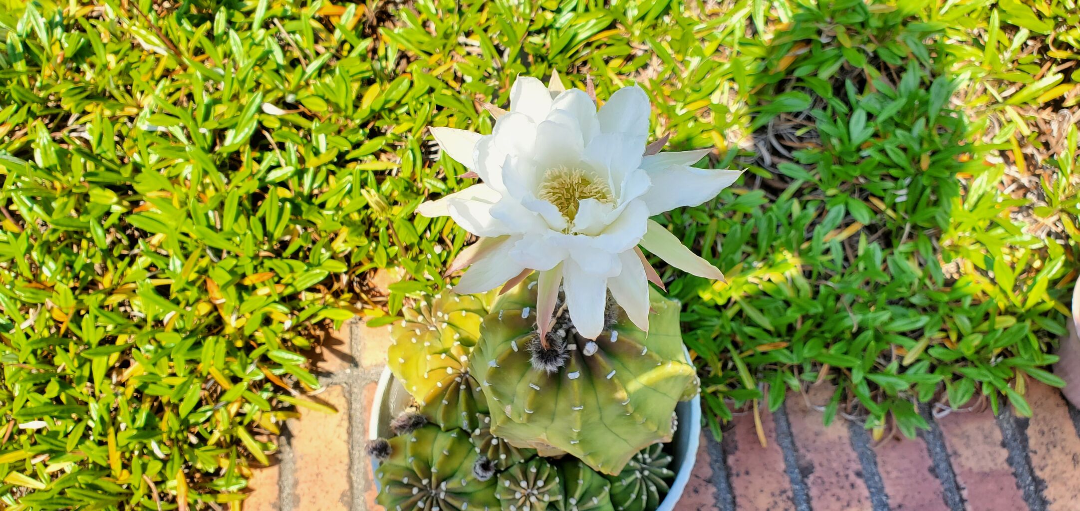 サボテンの花 高齢者総合施設 四條畷荘