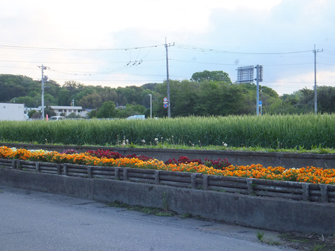 DSCF9947a