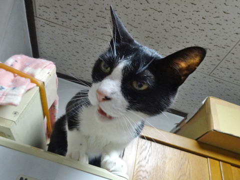 DSC06260i