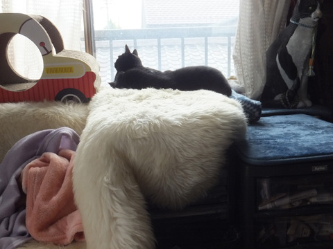 DSCF5261a