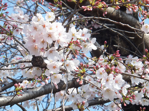 DSCF8455a