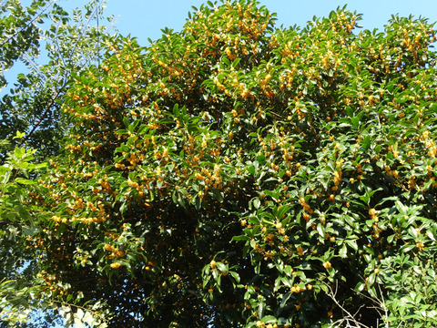 DSC01183j