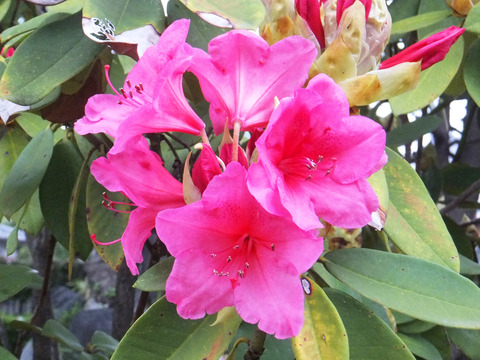 DSCF0045a