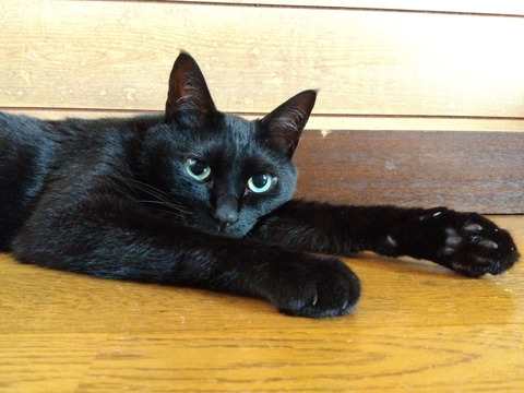 IMG_2025-07-30-05-54-28-451c