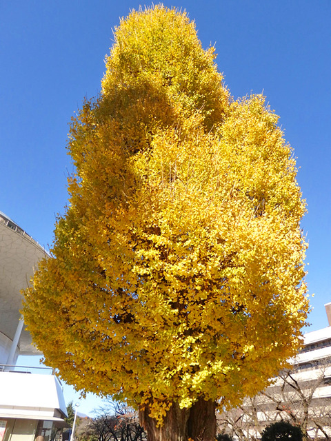 PC021183h