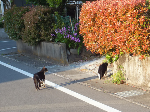 DSCF0461a