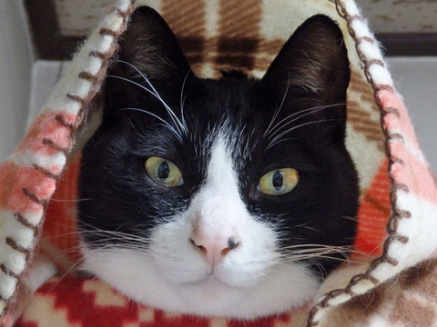 0 とひろほっかむり