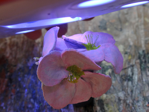 DSC09658i
