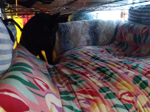 IMG_2025-07-31-05-40-43-405c