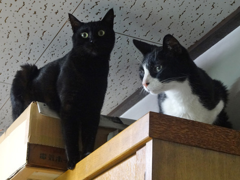 0 とひろとあかる、戸棚の上