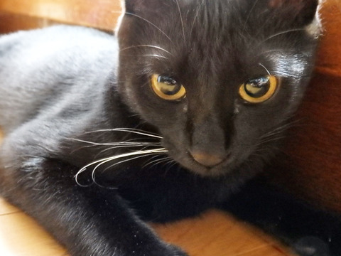 0 あかるクリクリおめめ