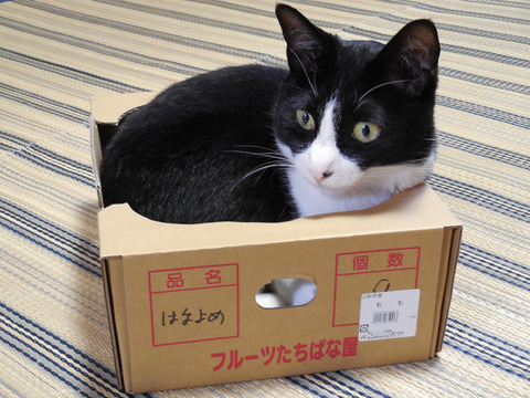 0しろくろさんはなよめ