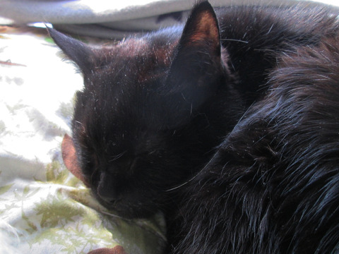 IMG_4278c