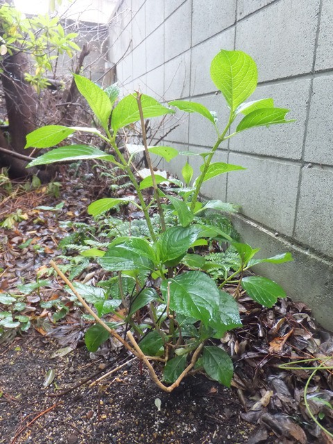DSCF9872a