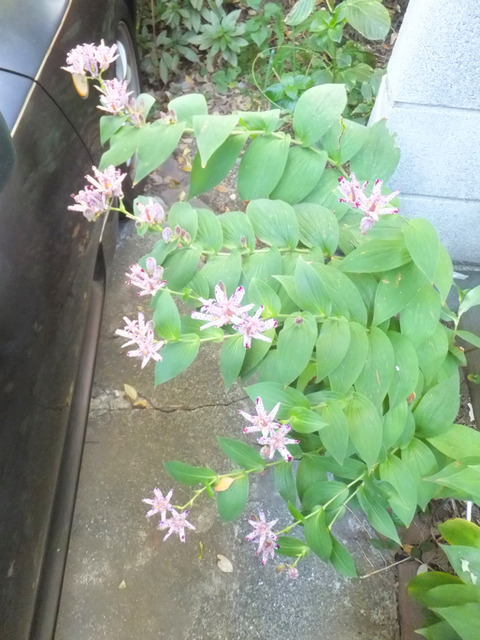 DSCF3995a