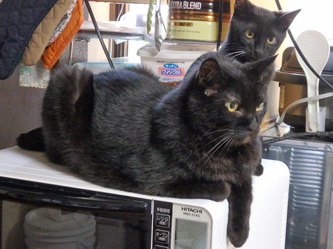 0 2ヘッドにゃん