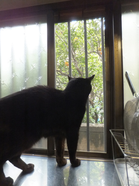 DSCF9711a
