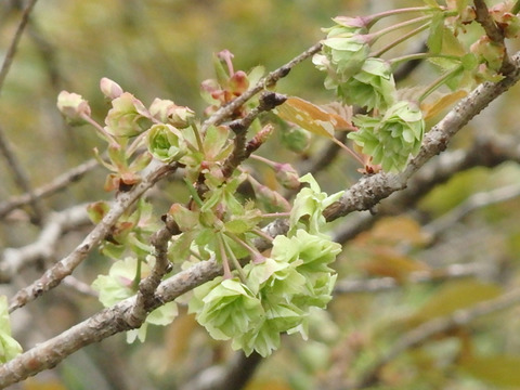 P4205471i