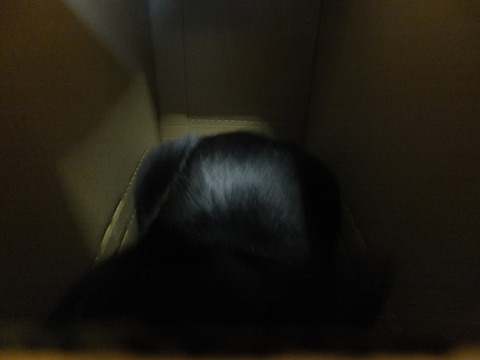DSCF1236a