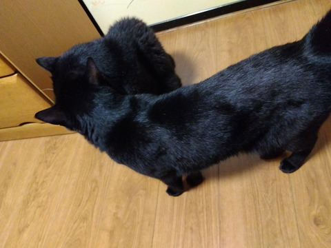 IMG_2025-07-31-05-39-26-900c