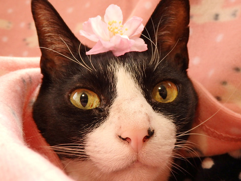 0 花かいどうとひろ2020-2