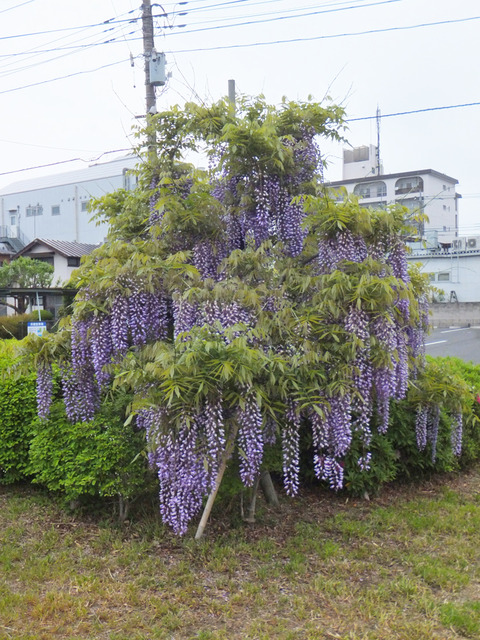 DSCF0083a