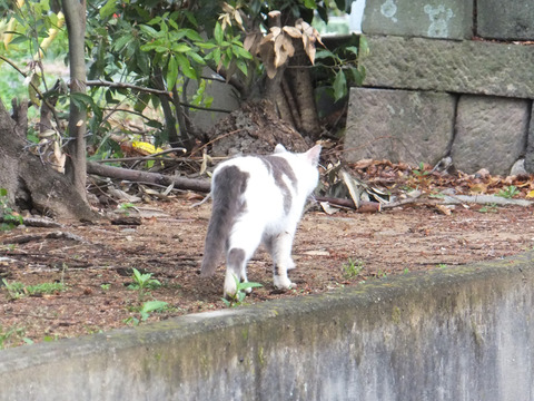 DSCF0241a
