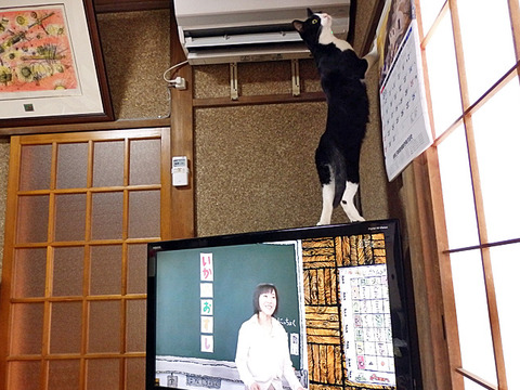 0 とひろいかのおすし
