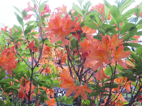DSCF0078a