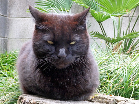 0かしこちゃん黒目がない