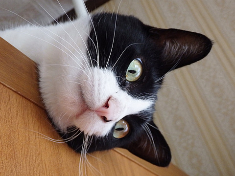 0 しろくろさんお顔真横