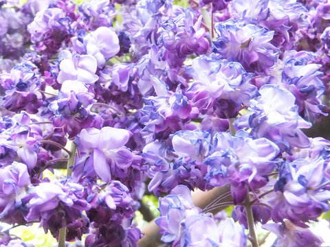 DSCF0069a