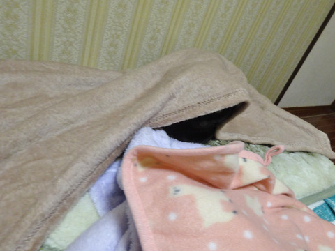 DSC00903j