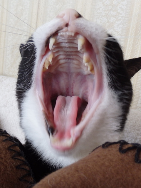0 大口とひろ