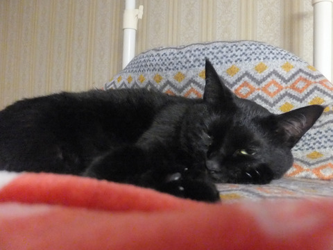 DSCF1462a