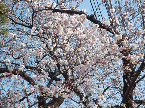 DSCF8451a