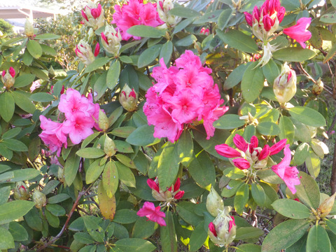 DSCF0175a