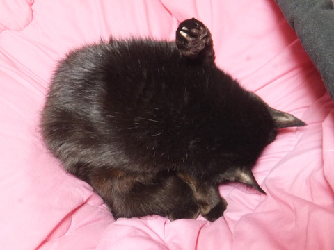 DSCF9853a