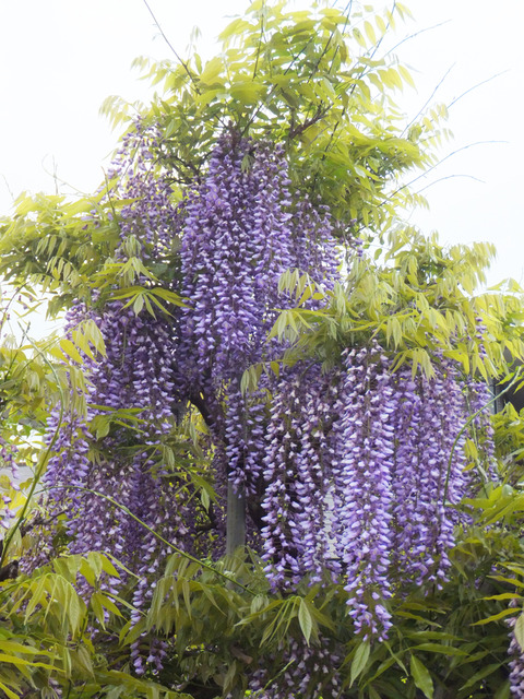 DSCF0090a