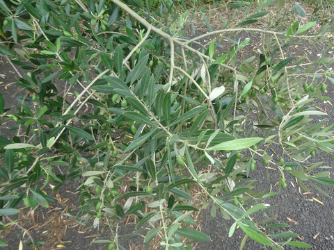 DSC00010k