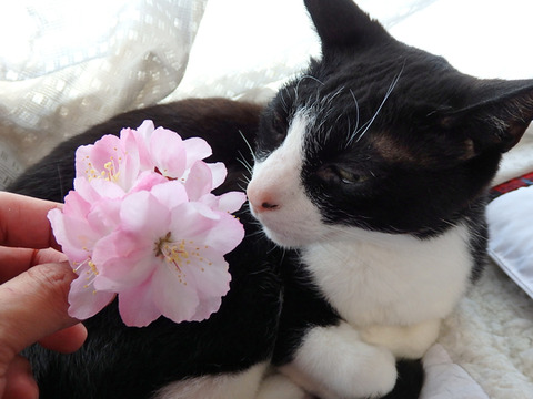 0 花かいどうとひろ2021-1